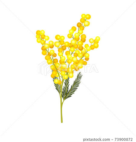 Branch of Mimosa or Silver Wattle with Bipinnate Leaves and Yellow Racemose Inflorescences Vector Illustration Branch of Mimosa or Silver Wattle with Bipinnate Leaves and Yellow Racemose Inflorescences Vector Illustration 73900872