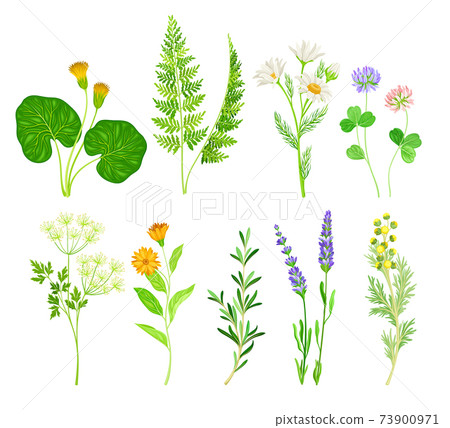 Medical Herbs with Flowering Camomile Plant and Clover Vector Set 73900971