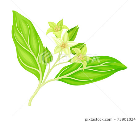 Indian Ginseng Or Winter Cherry Plant With Stock Illustration