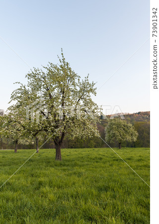 Blooming apple tree on meadow orchard, Heidelberg, Baden-Wuerttemberg, Germany Blooming apple tree on meadow orchard, Heidelberg, Baden-Wuerttemberg, Germany 73901342