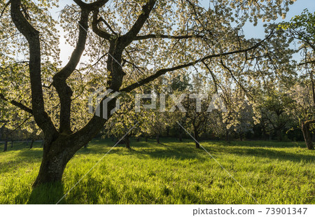 Blooming apple trees in morning light, meadow orchard in spring Blooming apple trees in morning light, meadow orchard in spring 73901347