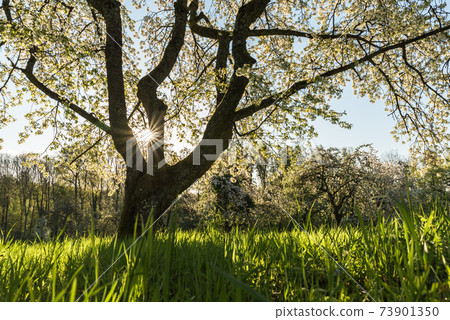 Blooming apple trees in morning light, meadow orchard in spring 73901350