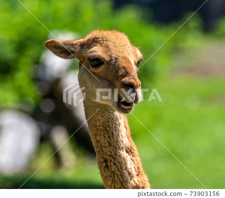 Vicunas, Vicugna Vicugna, relatives of the llama Vicunas, Vicugna Vicugna, relatives of the llama 73903156