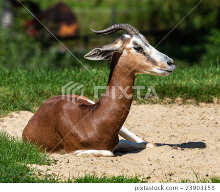 Dama gazelle, Gazella dama mhorr or mhorr gazelle is a species of gazelle Dama gazelle, Gazella dama mhorr or mhorr gazelle is a species of gazelle 73903158