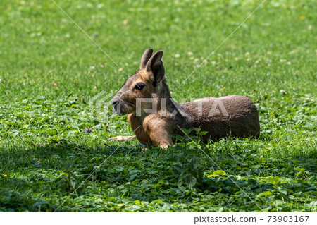 Patagonian Mara, Dolichotis patagonum are large relatives of guinea pigs 73903167