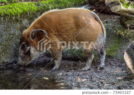 Red river hog, Potamochoerus porcus, also known as the bush pig. Red river hog, Potamochoerus porcus, also known as the bush pig. 73903187
