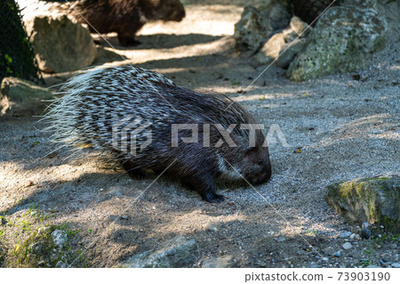 Indian crested Porcupine, Hystrix indica in a german nature park Indian crested Porcupine, Hystrix indica in a german nature park 73903190