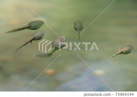 Tadpoles Tadpoles 73904144