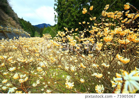 Shinshiro City Mitsumata colony Shinshiro City Mitsumata colony 73905067