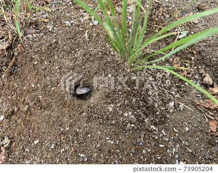 Insects that appear to be bees and burrows on the ground / The insect 73905204