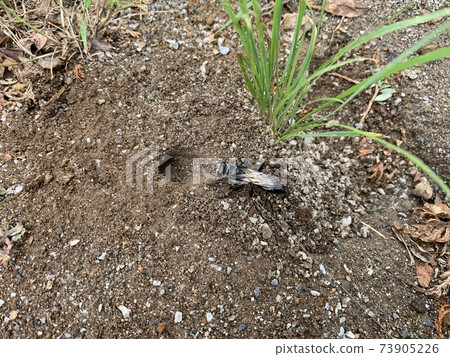 Insects that appear to be bees and burrows on the ground / The insect Insects that appear to be bees and burrows on the ground / The insect 73905226