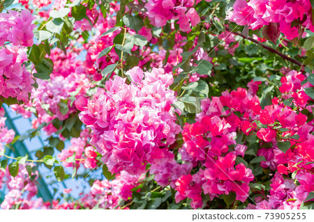 Bougainvillea in the greenhouse 73905255
