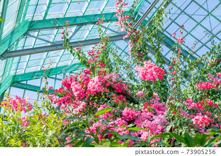 Bougainvillea in the greenhouse 73905256