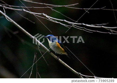 Ruribitaki Ruribitaki 73905289