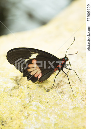 Black butterfly with red spots Black butterfly with red spots 73906499
