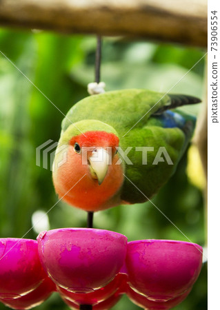 Agapornis. Small parrot with a red head and a green body Agapornis. Small parrot with a red head and a green body 73906554