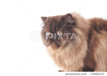 蓬鬆的波斯貓 73906587