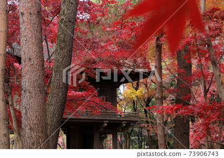 Autumn leaves in Saitama, Japan Autumn leaves in Saitama, Japan 73906743