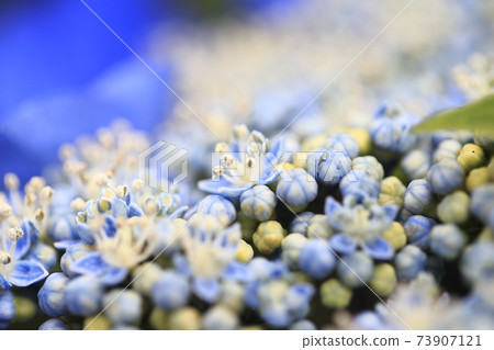 Blue hydrangea 73907121