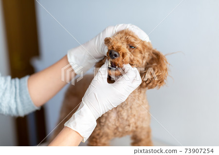 Pet dog care genetic test Pet dog care genetic test 73907254