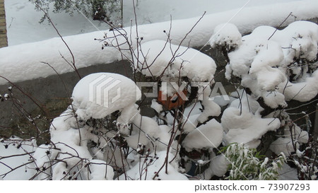 Big snowfall 73907293