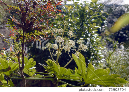 Paperplant flowers and leaves 73908704
