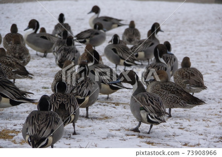 Toddoki Toddoki 73908966