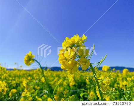 強姦開花 強姦開花 73910750