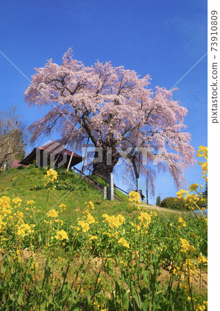 [福島]不動櫻花和油菜花盛開 73910809