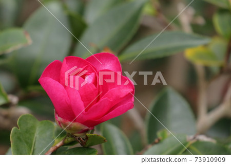Cold camellia that blooms when it is cold 73910909