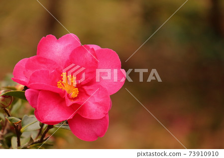 寒冷時開花的山茶花 73910910