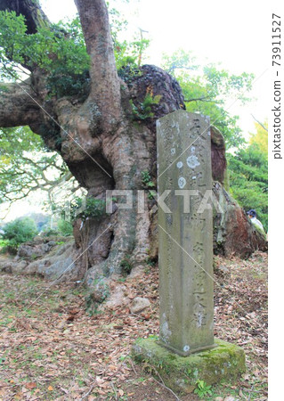 Shinboku "Fuma no Okusu" in Katori City, Chiba Prefecture Shinboku "Fuma no Okusu" in Katori City, Chiba Prefecture 73911527