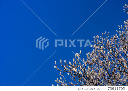 Blue sky and winter buds of magnolia kobus Blue sky and winter buds of magnolia kobus 73911705