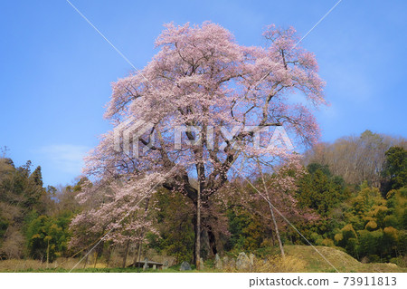 [Fukushima] Akiyama's piece cherry blossoms in full bloom 73911813