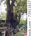Atami Kinomiya Shrine Okusu Oki 73911837