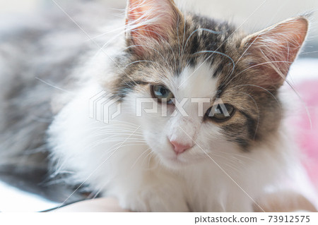 Norwegian Forest Cat kitten staring Norwegian Forest Cat kitten staring 73912575