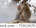 Jigokudani野生猴子公園 73913070