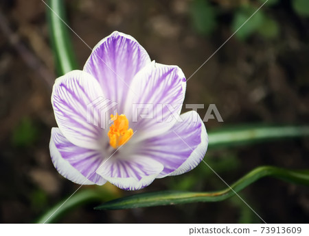 Spring beautiful crocus flowers blooming in a park in sunlight. 73913609