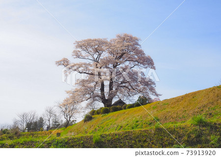[Fukushima] Tenjin Sakura of Nanakusagi in full bloom 73913920