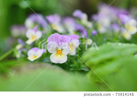 中提琴盛開 73914148