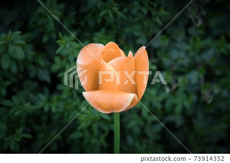 Orange tulip soul black white for peace heal hope 73914352