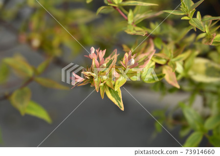 Abelia Kaleidoscope 73914660