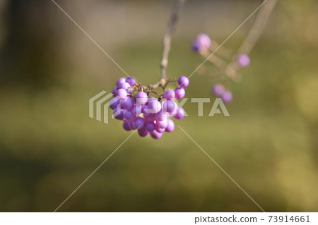 Purple Beautyberry 73914661