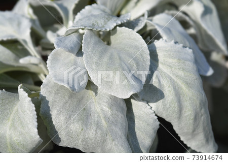 Shining-white ragwort Angel Wings 73914674