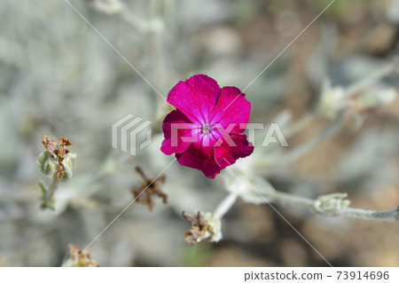Rose campion 73914696