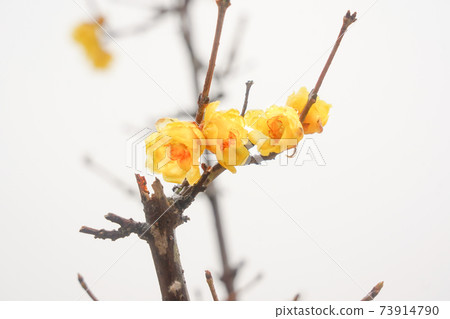 Wax plum Wax plum 73914790
