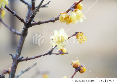 Wax plum 73914792