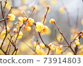 Wax plum 73914803