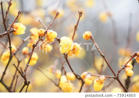 Wax plum 73914803