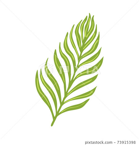 Tropical leaves isolated on white background. Abstract botanical element palm. Sketch in style doodle. 73915398